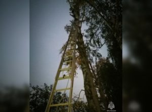 В Починках спасатели сняли с березы мужчину, застрявшего на высоте 10 метров