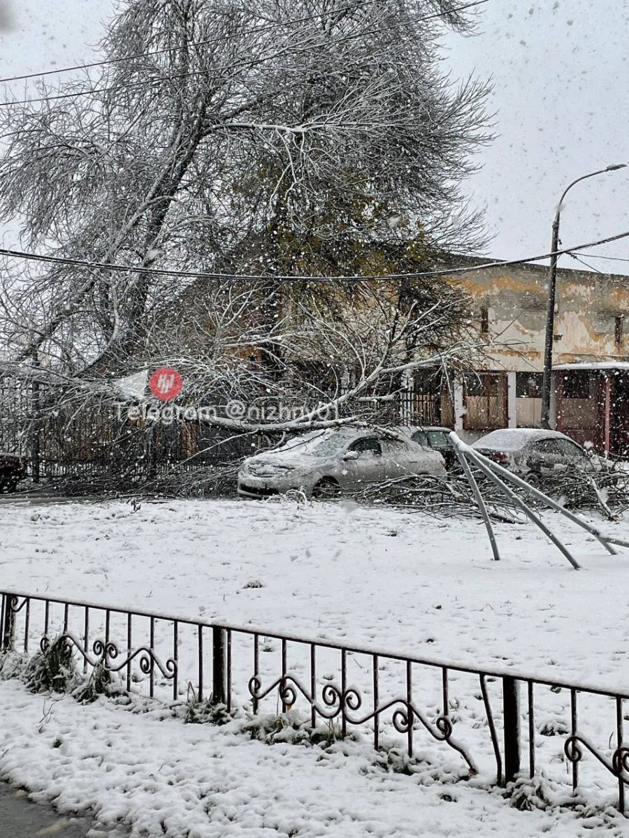 Куда обращаться, если упало дерево в Нижнем Новгороде 17 октября 2023 года  | Нижегородская правда