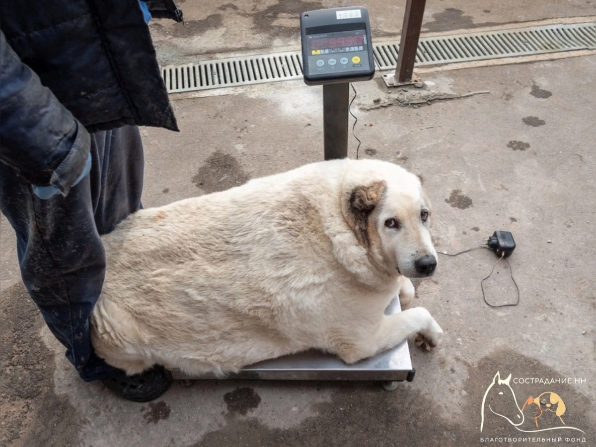 Волонтеры подобрали на улице 99-килограммового пса в Нижнем Новгороде