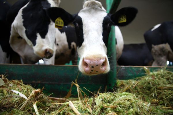 Нижегородские аграрии перевыполнили план по заготовке кормов на&nbsp;27%