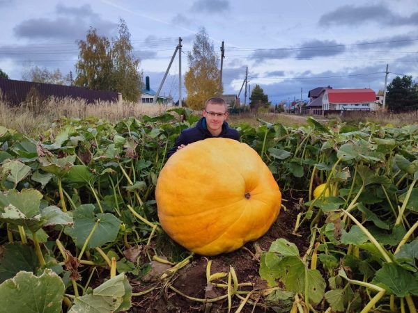 Нижегородский студент поделился секретом, как он вырастил 150-килограммовую тыкву