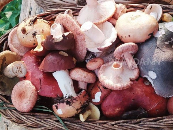 16 человек отравились грибами в Нижегородской области с начала года