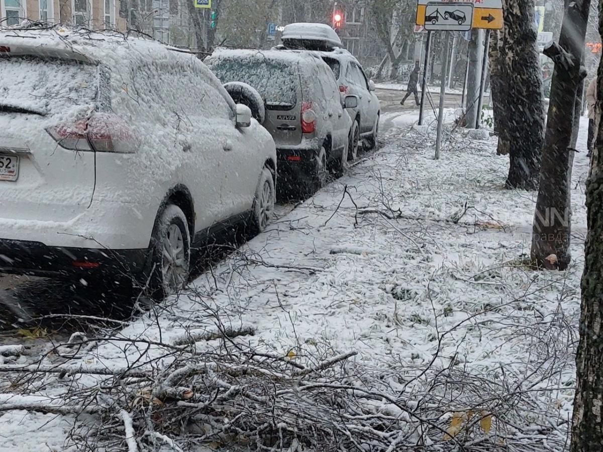 Куда обращаться, если упало дерево в Нижнем Новгороде 17 октября 2023 года  | Нижегородская правда