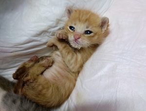 Нижегородцы привезли в багажнике в приют четырех новорожденных котят