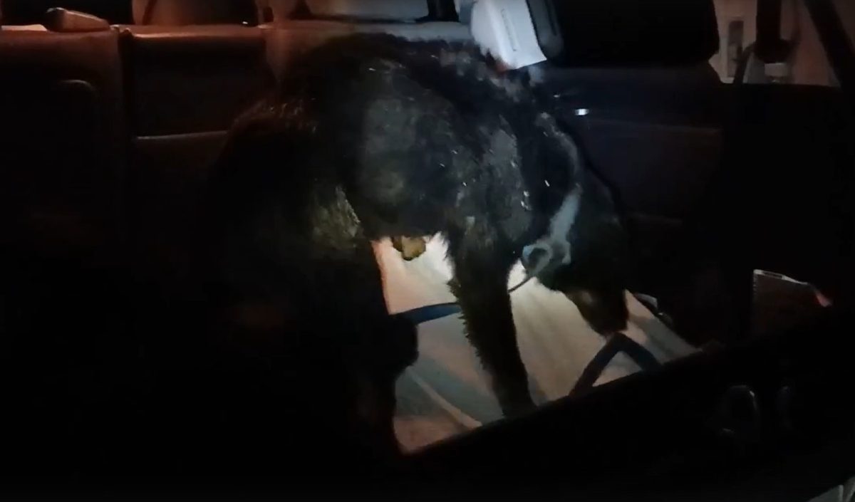 Нижегородские волонтеры спасли слепую собаку, которая застряла в овраге у реки Линды
