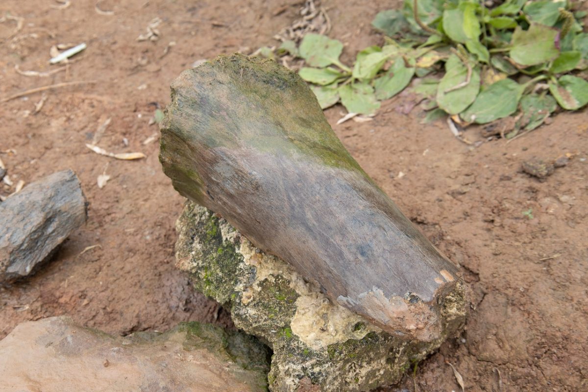8‑летняя девочка нашла кости вымерших животных на берегу Оки около Новинок