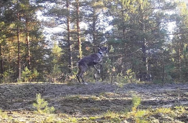 Северный олень в Керженском заповеднике попрактиковал боевые навыки на соснах