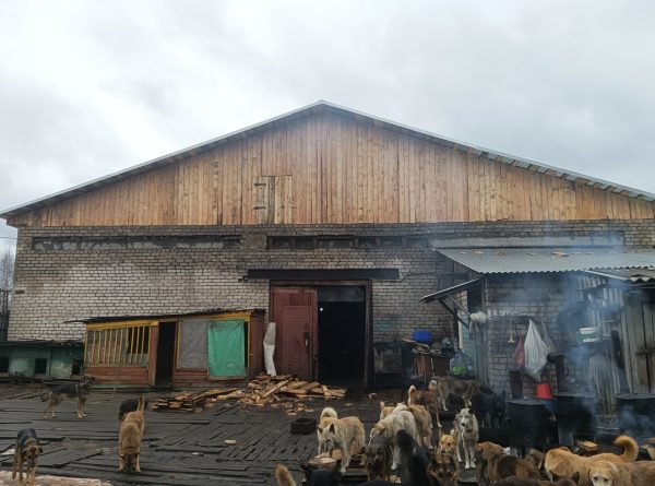 Приют для кошек и собак восстановили после пожара в Семенове
