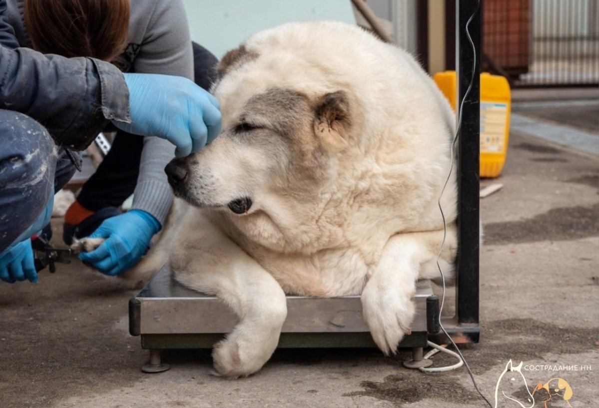 Как в Нижегородской области помогают бездомным животным
