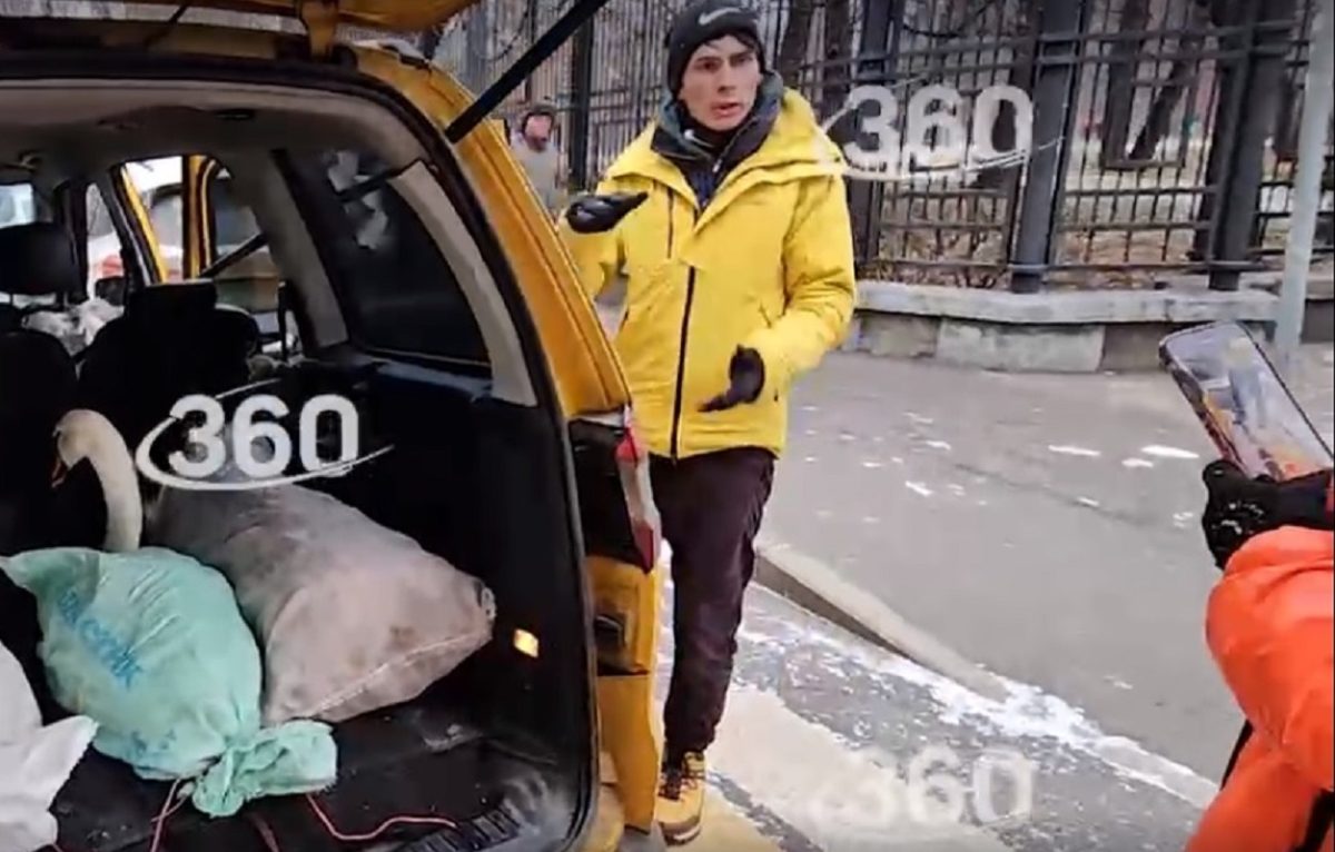 Лебедей из парка в центре Москвы отправили на зимовку в питомник