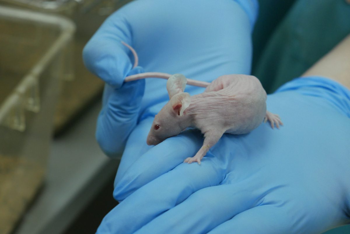 У мышей линии Nude сниженный иммунитет и отсутствует шерсть