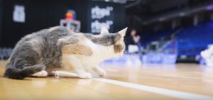Две кошки из приюта нашли хозяев после матча БК «Пари&nbsp;НН»