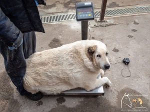 Кому песика? Похудевший 100-килограммовый Кругетс ждет хозяина 