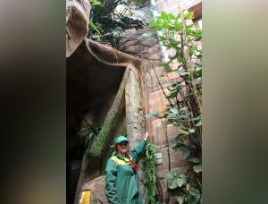 Бананас вырастили в тропическом саду в зоопарке «Лимпопо»