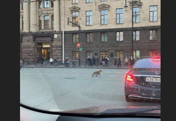 Петербуржцам объяснили, что делать при встрече с лисой 