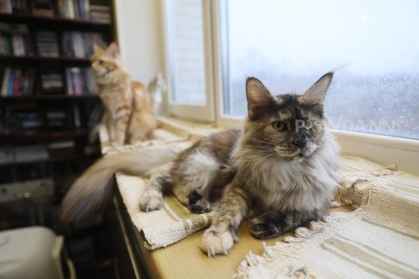 Владельцы кошек поделились опытом защиты рассады от питомцев