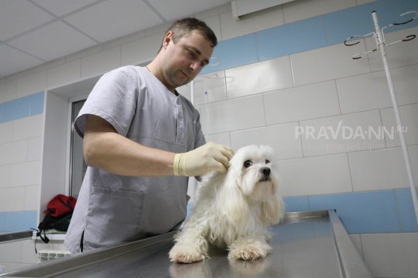 Программа бесплатной стерилизации питомцев продолжится в Нижнем Новгороде