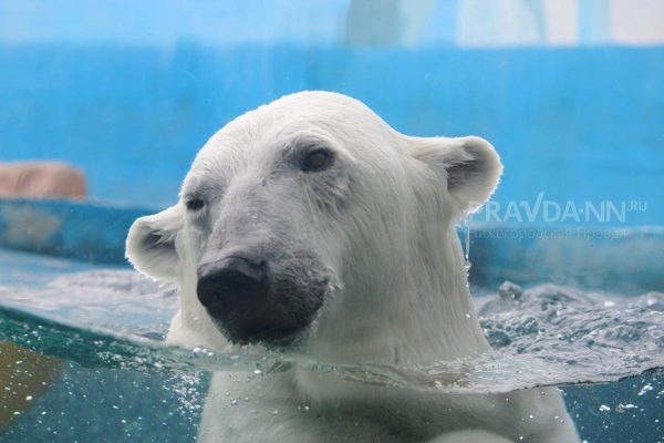 Нижегородские мамы смогут бесплатно посетить зоопарк «Лимпопо»