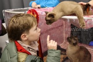 От кормления к воспитанию: пять книг по уходу за кошками