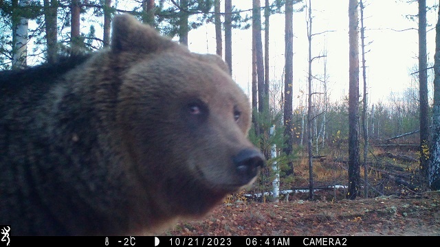 Медведица с улыбкой Джоконды попала в фотоловушку в Керженском заповеднике