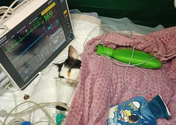 Зоозащитники нашли хозяина проткнутого палкой кота в Нижнем Новгороде