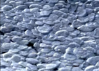 «Блинчатый» лед образовался на Горьковском море