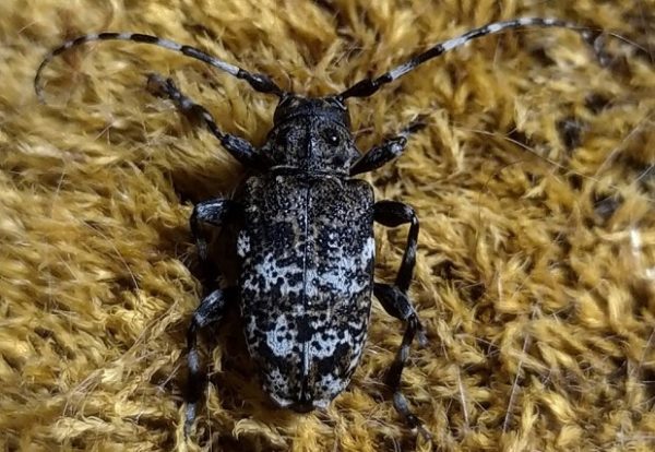 86 новых видов жуков выявили в Керженском заповеднике за 2023 год