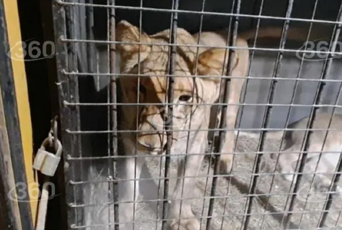 Зоозащитники заметили замерзающих львиц под Челябинском