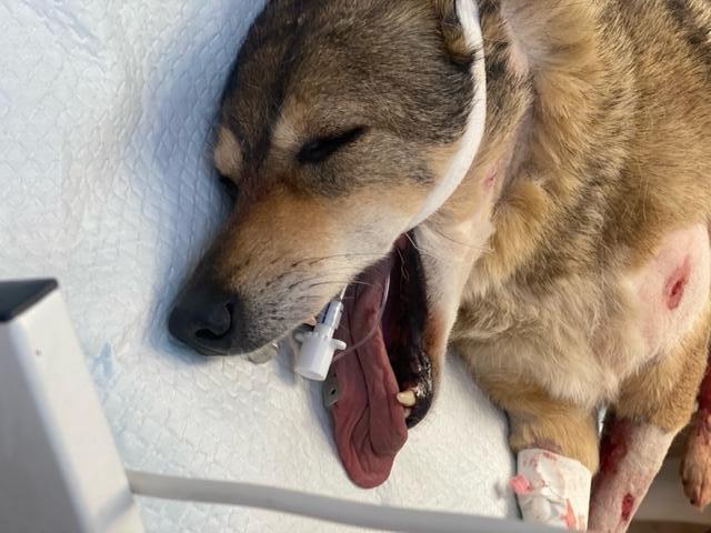 Борские ветеринары прооперировали пса, которого покусали собаки