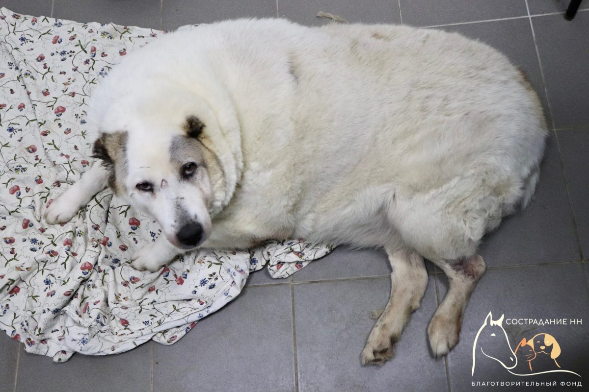 Почти 40 кг скинул пес Кругетс из Нижнего Новгорода