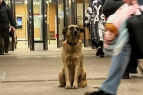 Потерявшаяся собака уже неделю ждёт хозяина у станции метро в Москве