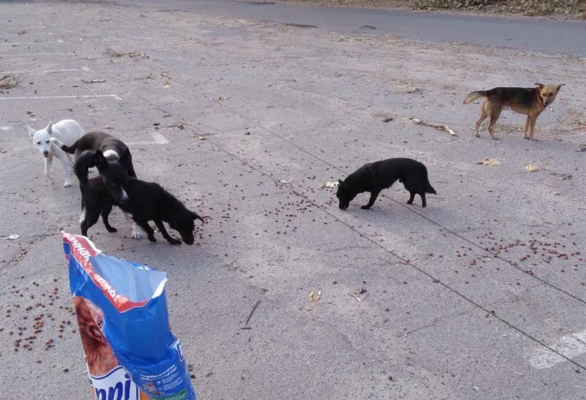Волонтеры привезут 10 брошенных собак из зоны СВО в Нижний Новгород