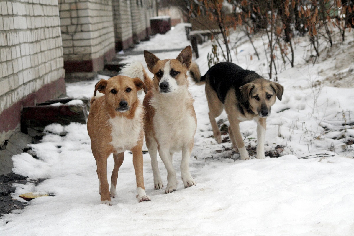 753 случая нападения собак на людей зафиксировали в Нижегородской области