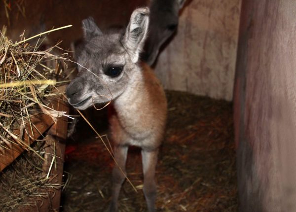 Родившемуся малышу гуанако в зоопарке «Лимпопо» дали имя