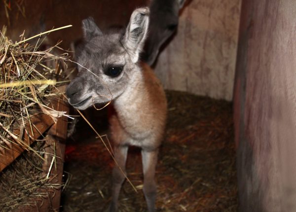Малыш гуанако родился в сильный мороз в зоопарке «Лимпопо»