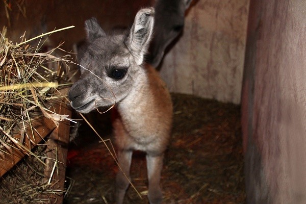 Малыш гуанако родился в сильный мороз в зоопарке «Лимпопо»