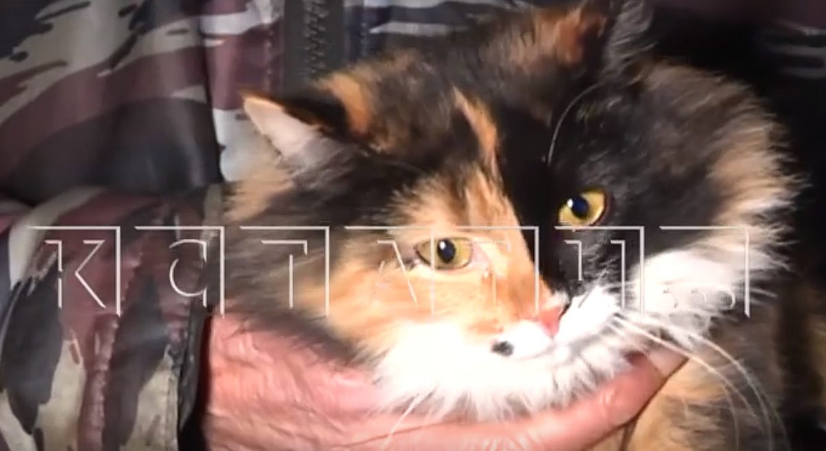 Домашняя кошка спасла жильцов многоквартирного дома от пожара