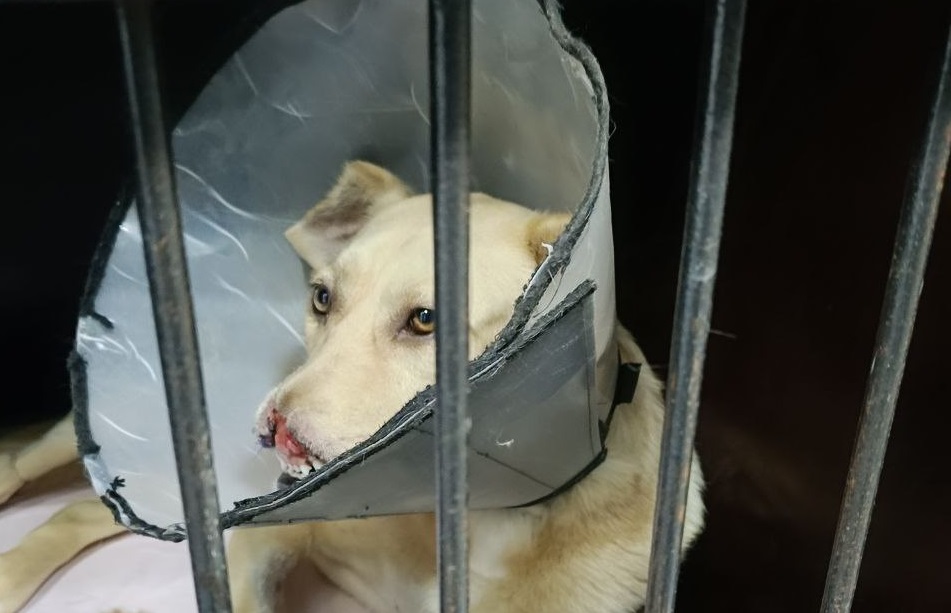 Собака Белочка, которая лишилась носа из-за ворот, перенесла еще одну операцию
