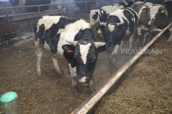 162 тысячи тонн скота и птицы произвели в Нижегородской области