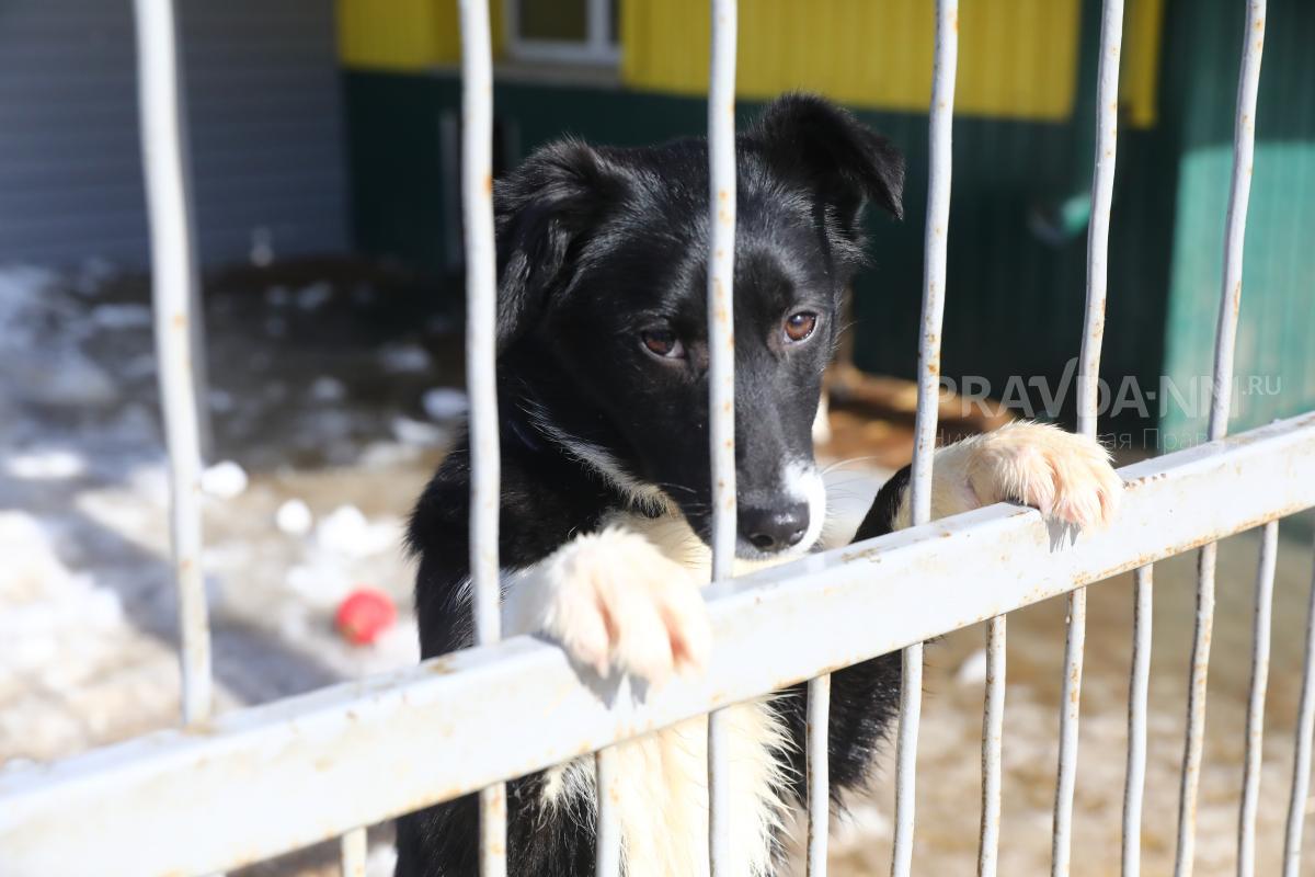 Зоозащитники планируют построить приют для бездомных животных в Городце