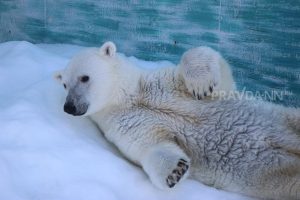 В зоопарке «Лимпопо» показали, как животные справляются с жарой