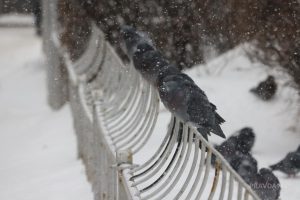 Нижний Новгород стал самым снежным и дождливым городом России в 2023&nbsp;году