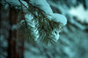 Нижегородцам грозит штраф за незаконную рубку ели