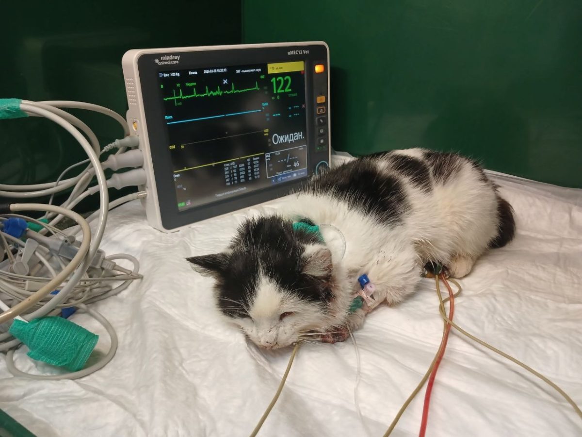 Ветеринар объяснила, почему выкинула на мороз раненого кота в Сокольском