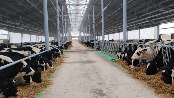 6,4 млрд рублей направлено на поддержку аграрных предприятий и развитие сельских территорий Нижегородской области в 2023&nbsp;году