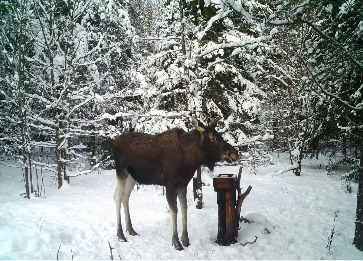 В Нижегородской области с 11 января будет запрещена охота на лося
