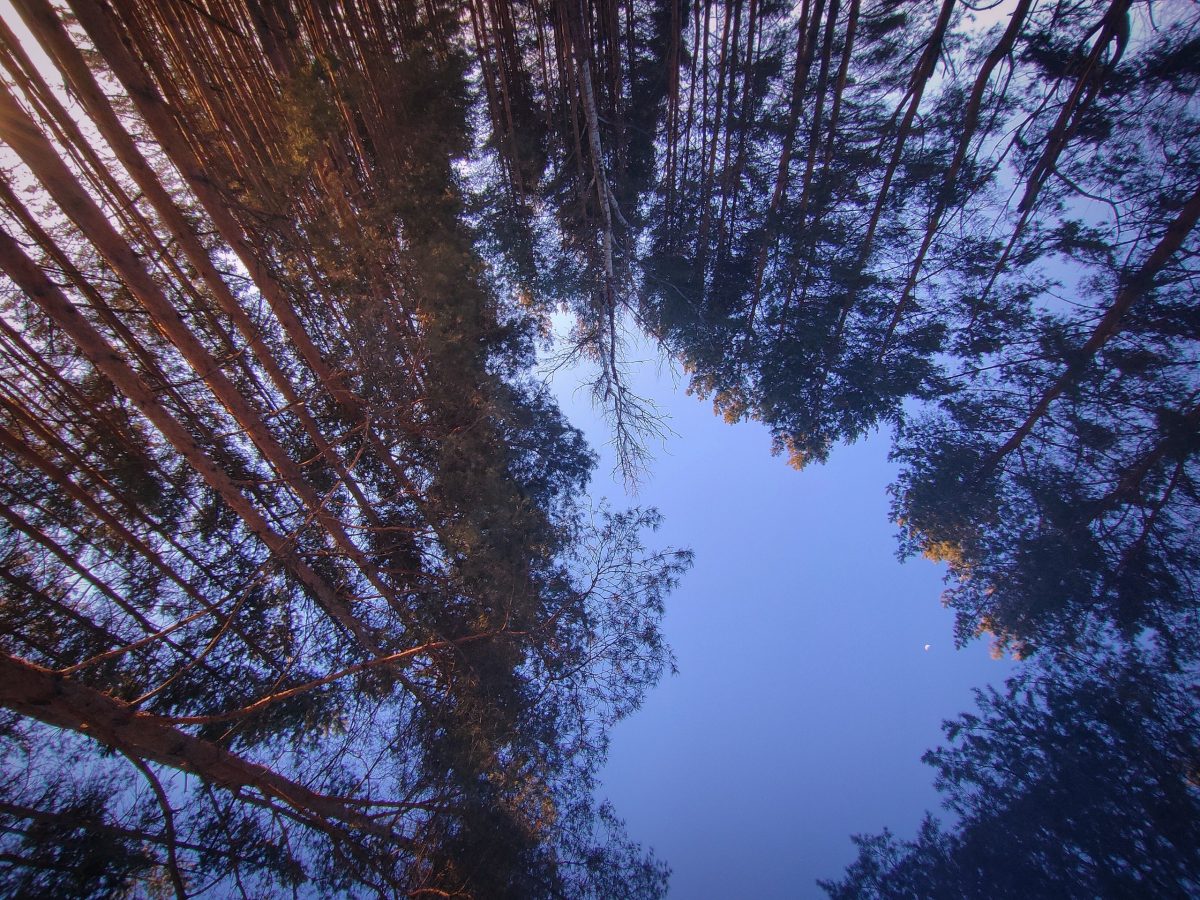 Более 4 тысяч га лесного фонда Нижегородской области обследовано в 2023 году