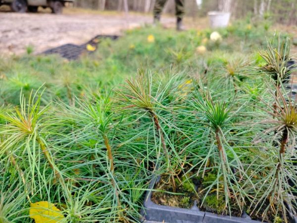 На сохранение лесов Нижегородской области из федерального бюджета выделят 60,2 млн рублей в 2024&nbsp;году