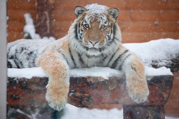 Ленинградский зоопарк рассказал, как зимует мариупольский тигрёнок Зевс