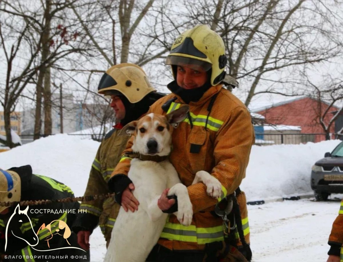Волонтеры нижегородского приюта поблагодарили пожарных за спасение собак